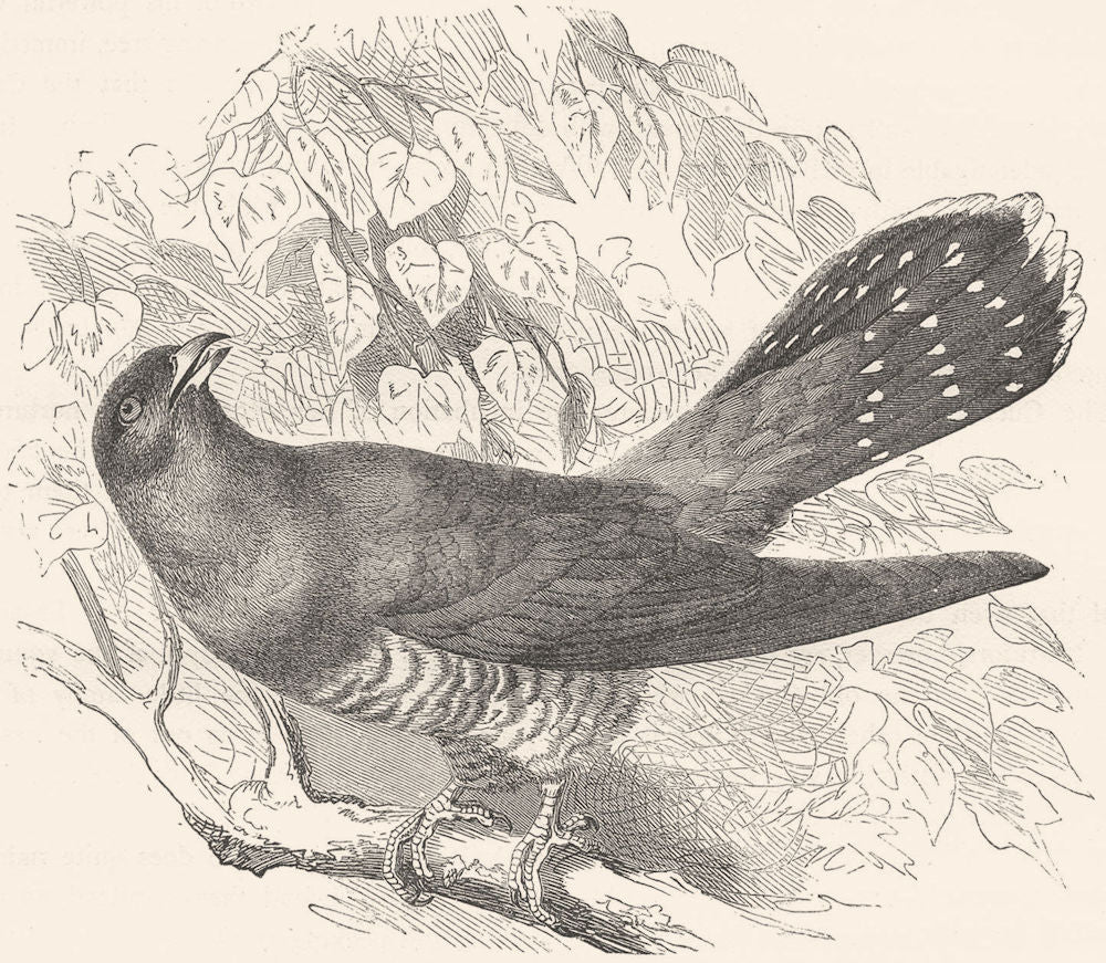 BIRDS. Searcher. Cuckoo c1870 old antique vintage print picture